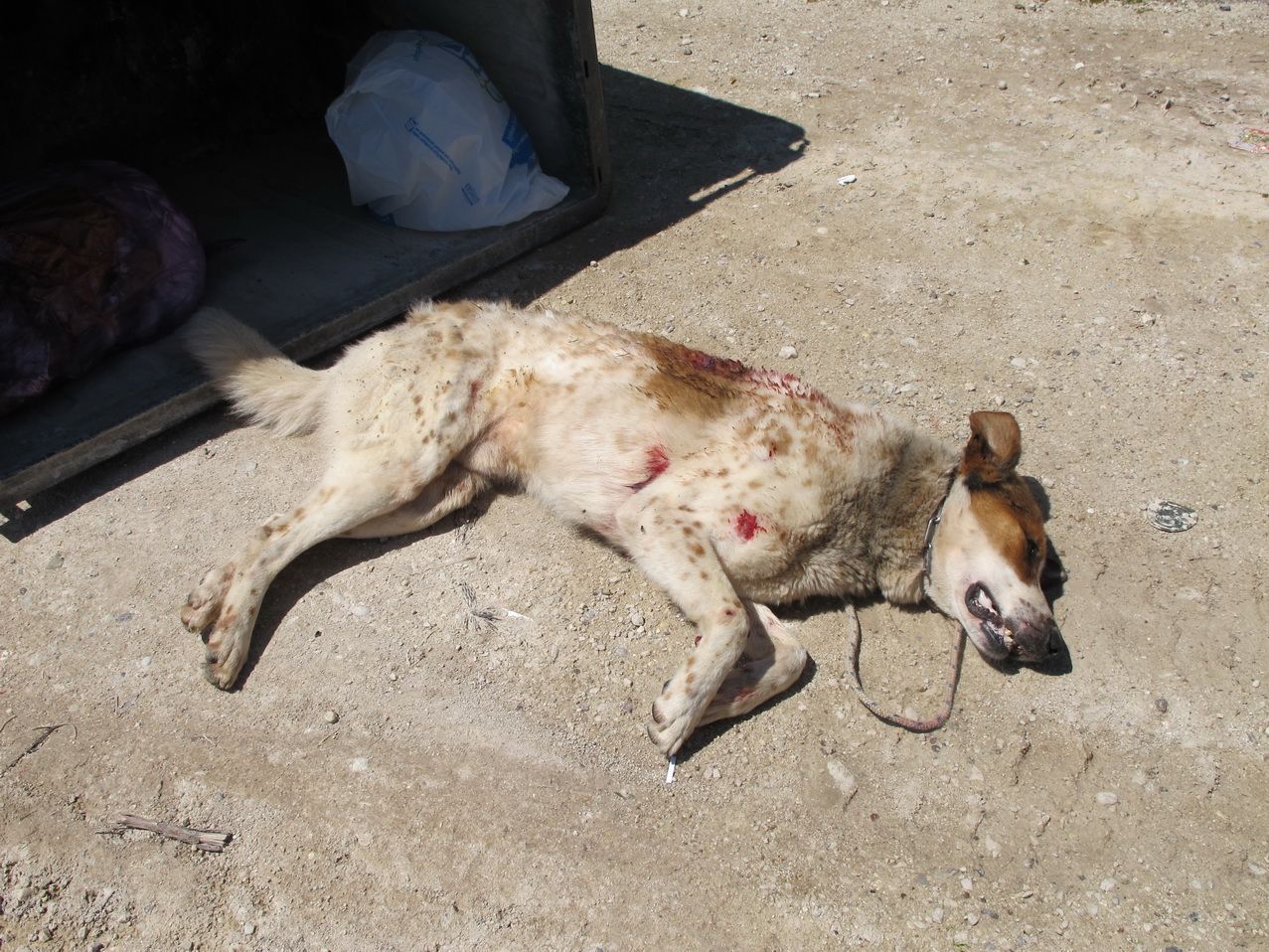 Λευκάδα: Πυροβόλησε το σκυλί μέρα μεσημέρι δίπλα στην παιδική χαρά